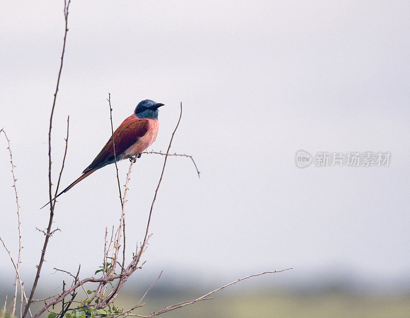 Northern Carmine Bee-eater